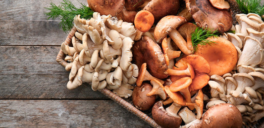 I Funghi che rafforzano le difese immunitarie